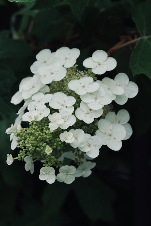 Close-Up Shot of a Plant with White Flowers