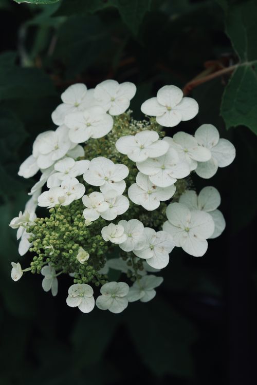 Free A beautiful macro shot of Oakleaf Hydrangea (Hydrangea quercifolia) with white flowers outdoors. Stock Photo