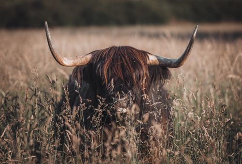 Free Highland cow with long horns and shaggy coat in a Scottish grass field. Stock Photo