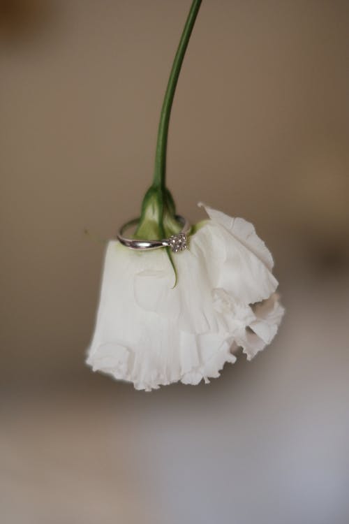 Immagine gratuita di anello di fidanzamento, avvicinamento, fiore