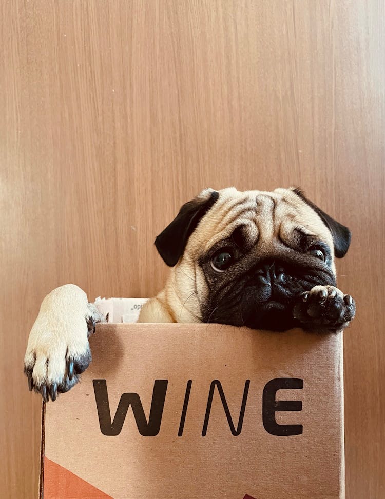 Brown Pug On Brown Box