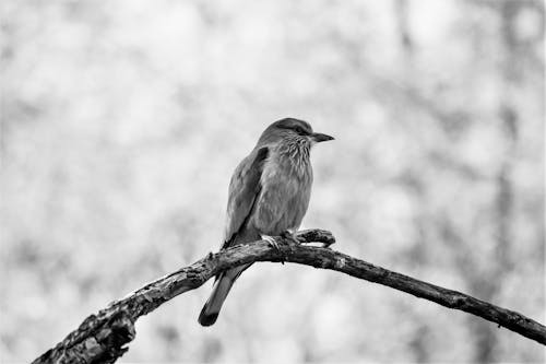 Monochrome Shot of a Bird Perched a Branch