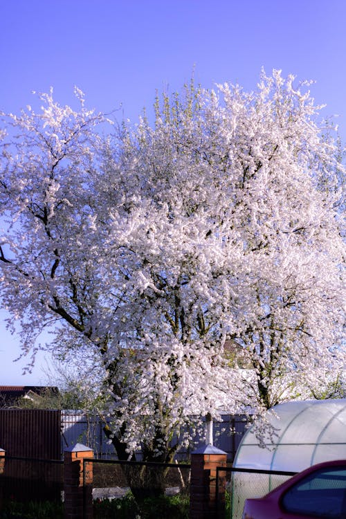 Gratis lagerfoto af blå himmel, blomster, blomstrende