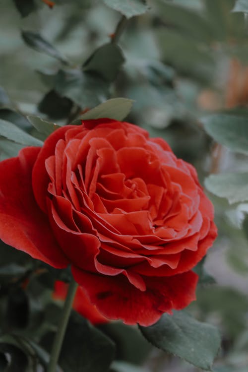Free Бесплатное стоковое фото с вертикальный выстрел, весна, Красная роза Stock Photo