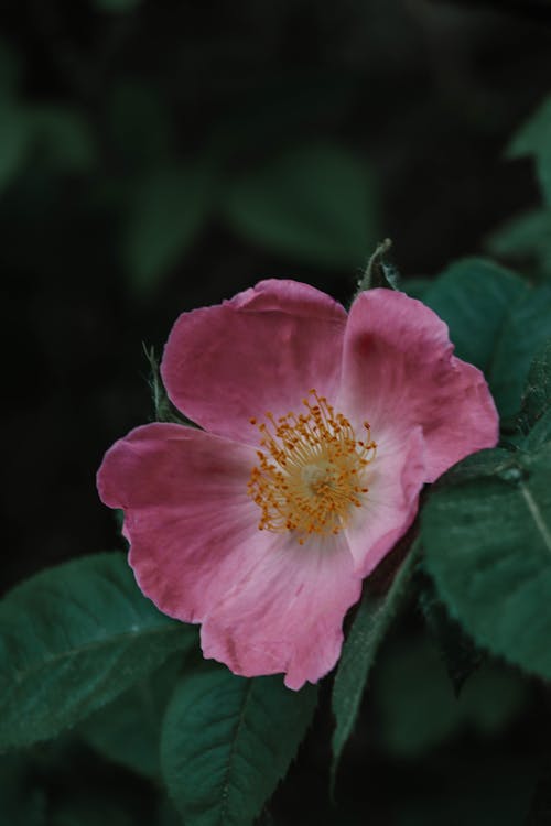 Kostnadsfri bild av blomfotografi, flora, gröna löv