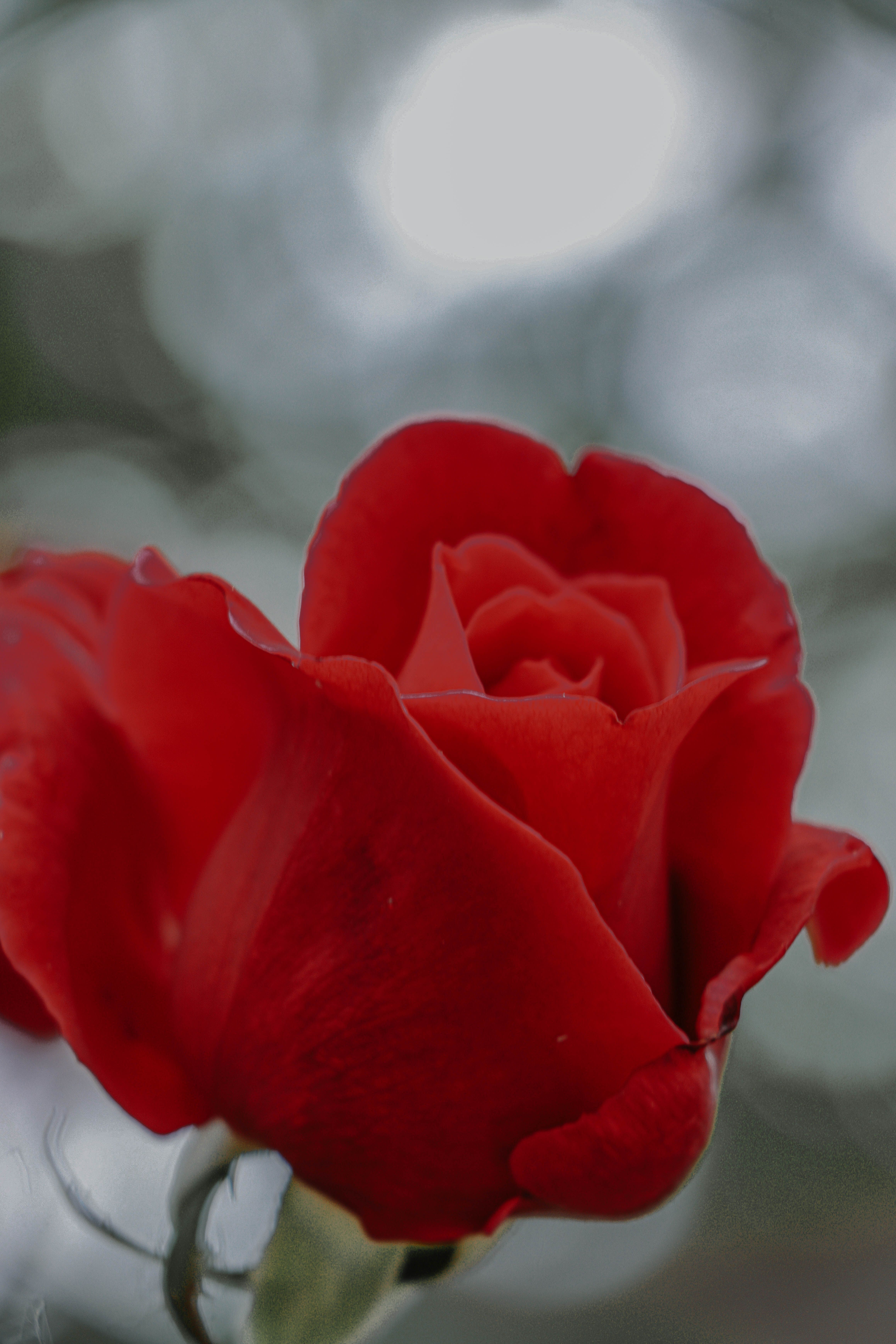 Close Up Shot of a Red Rose · Free Stock Photo