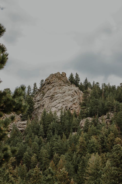 Foto d'estoc gratuïta de arbres, bonic, bosc