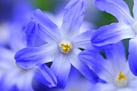 Free stock photo of early bloomer, flower, glory of the snow