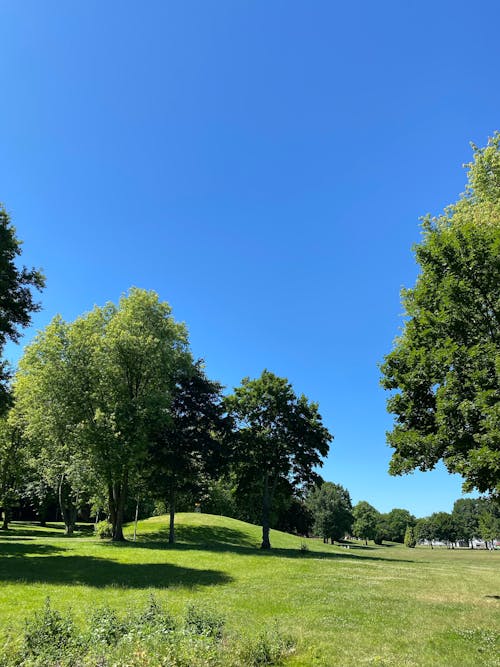 Green Trees on Grass Field Under Blue Sky