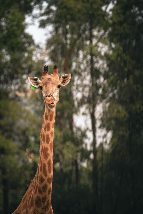 Free Close-up of a giraffe with a lush forest backdrop, showcasing its elegance and stature. Stock Photo