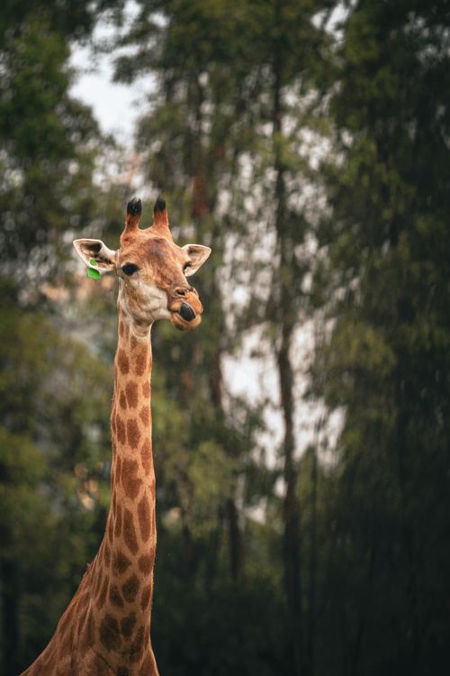 Free A captivating close-up of a giraffe in its natural habitat with a forested background, showcasing wildlife beauty. Stock Photo