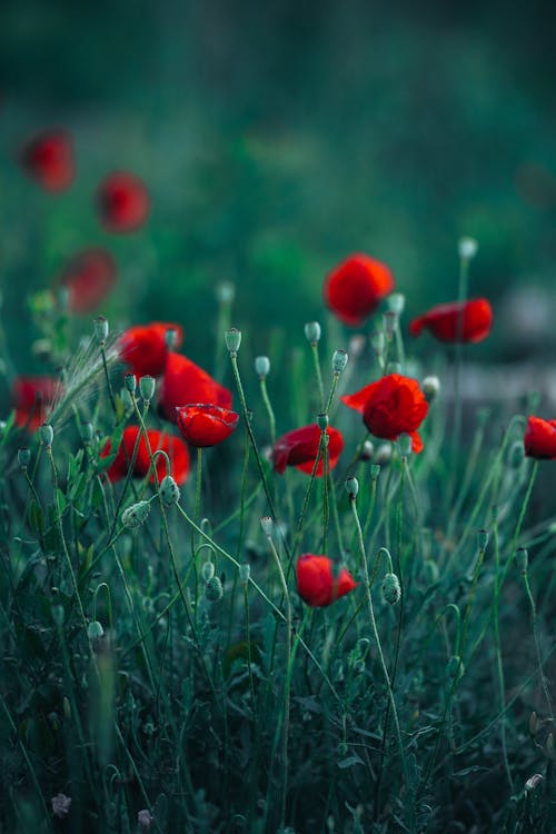 Fotobanka s bezplatnými fotkami na tému červená, divé kvety, hracie pole