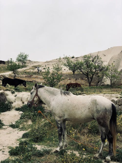 White Horse on Green Grass Near Sand Hills