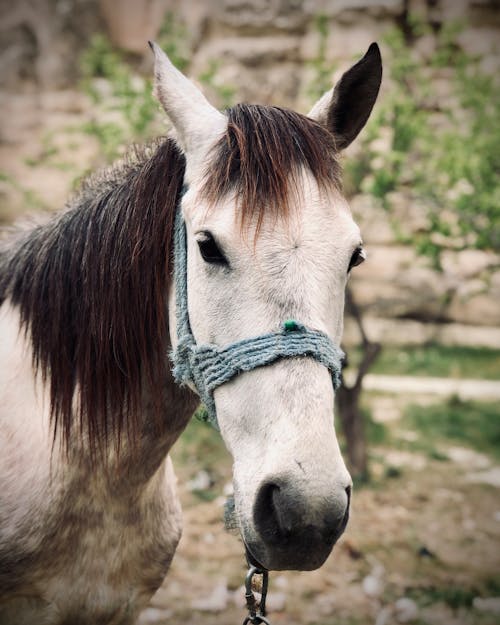 Close-Up Shot of a Horse