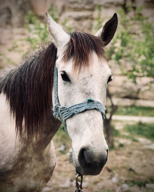 Free A close-up view of a horse with a rugged halter in a natural setting in Cappadocia, Turkey. Stock Photo