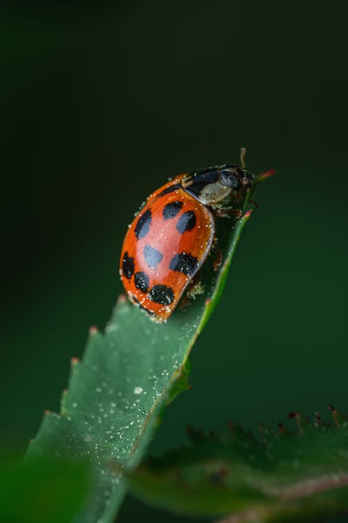 Free Ladybug on Leaf Stock Photo