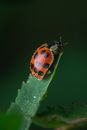 Bugging Images