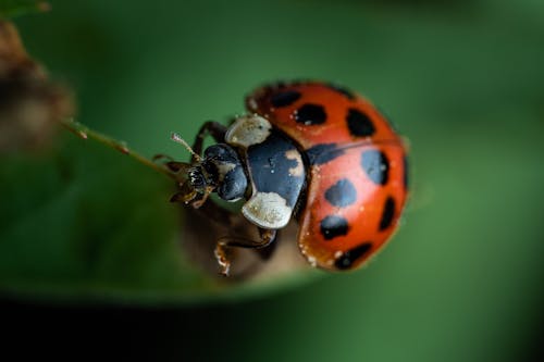 Ladybug Sitting on Grass