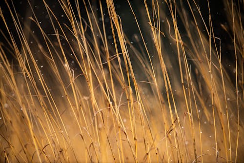 Tall Brown Grass in Close Up Photography
