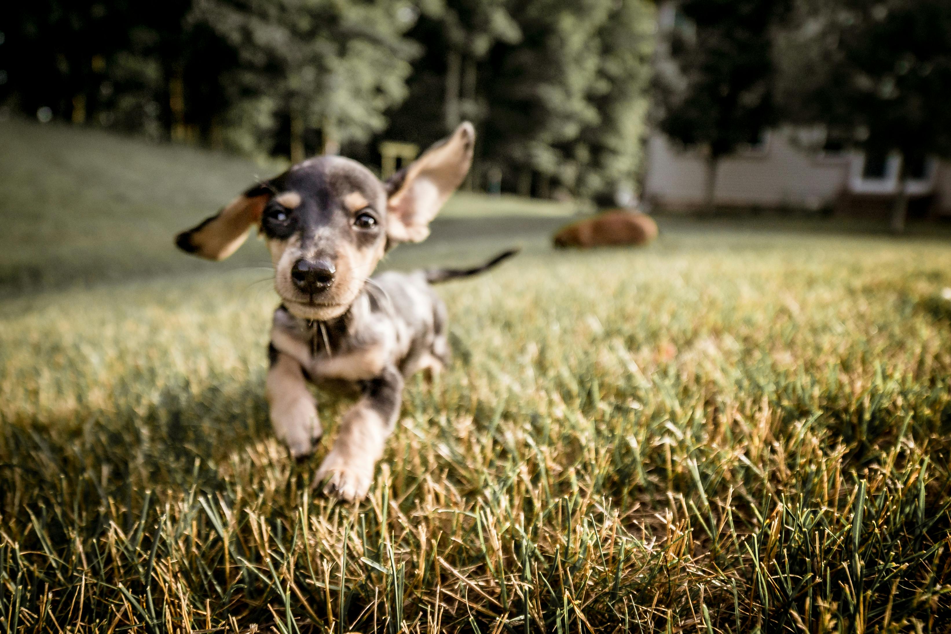 Free stock photo of dachshund, dog outside, fun