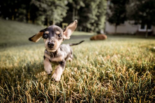 Free stock photo of dachshund, dog outside, fun Stock Photo