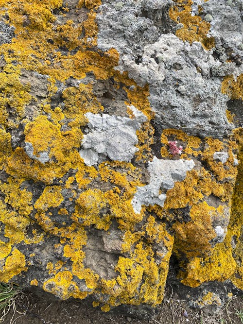 Kostnadsfri bild av mossa, närbild, natur