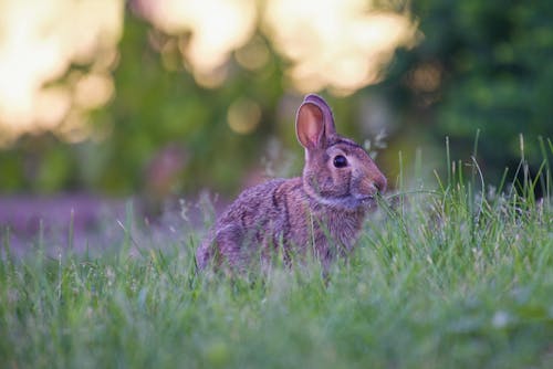 Rabbit on Green Grass