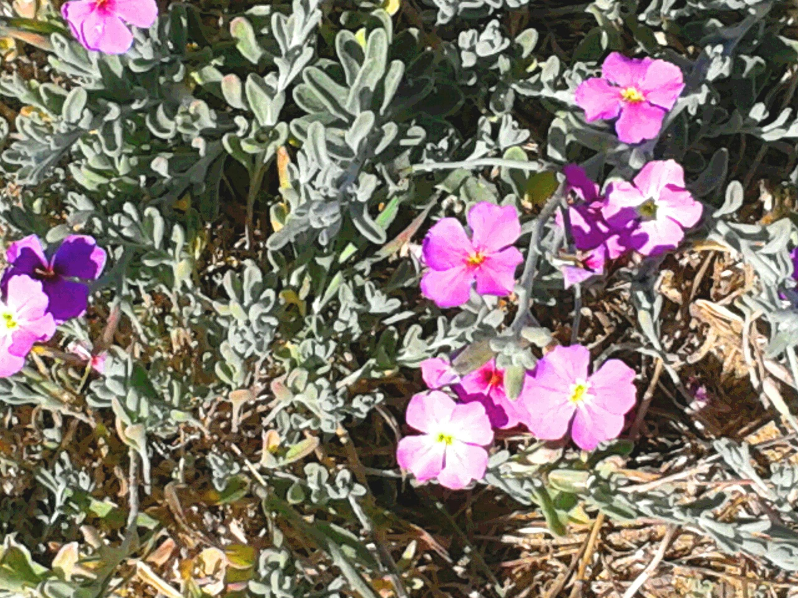 Energia Solar Rural: Transformando o Campo Brasileiro