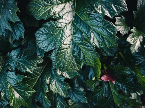 Kostenloses Stock Foto zu botanik, botanisch, botanischen