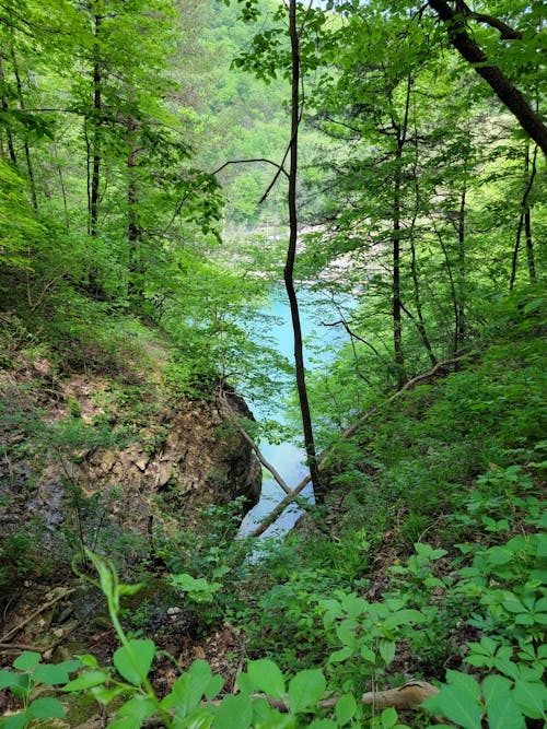 Безкоштовне стокове фото на тему «вертикальні постріл, вода, дерева»