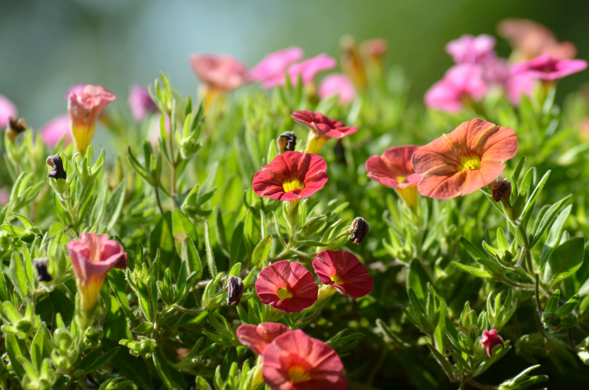 Bright and colorful Calibrachoa flowers blooming in a lush garden setting.