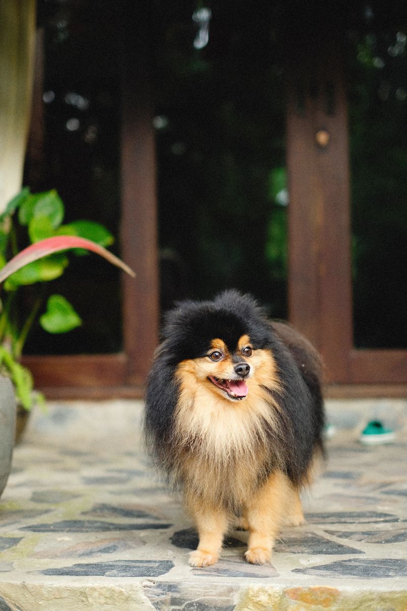 Koda - photo 1