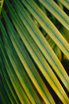 Detailed view of tropical palm leaves showcasing vibrant green and yellow hues.