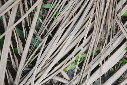 Free Overhead shot of dried palm leaves intertwined with fresh green grass, showcasing natural textures. Stock Photo