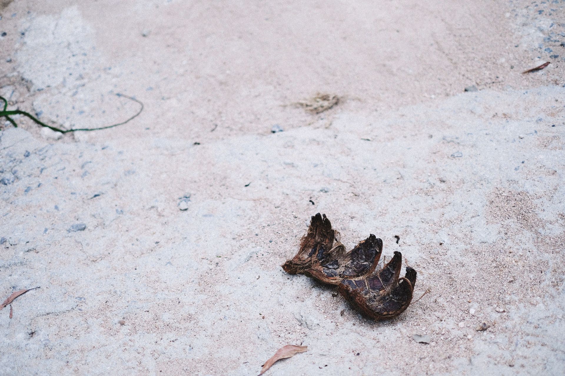 A detailed image of an aged coconut husk lying on the sand, highlighting texture and natural decay.