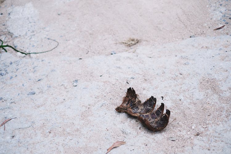 Coconut Husk On The Ground 