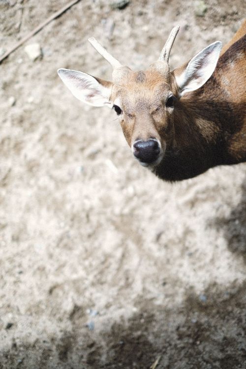Free A cute young deer with small antlers standing on sandy ground, captured from above. Stock Photo