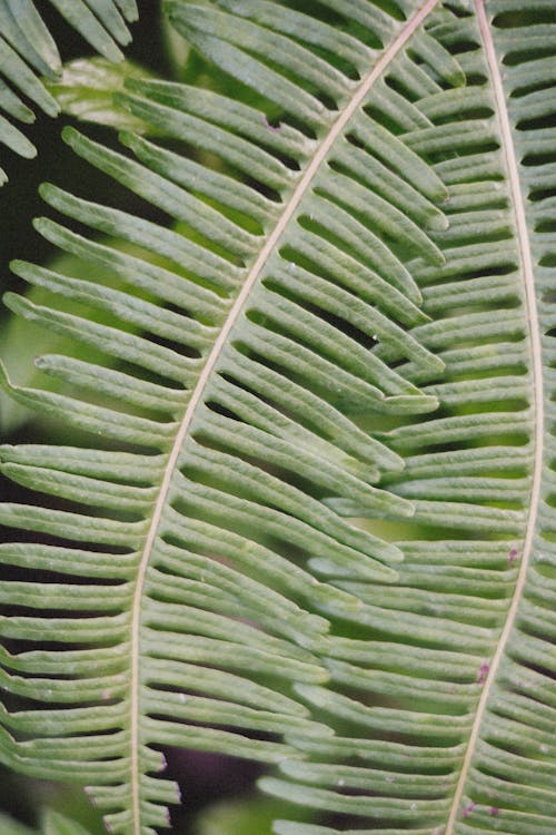 Fern Leaves in Close-up Shot