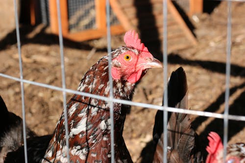 Free Close-up Shot of a Chicken in Close-up Shot Stock Photo