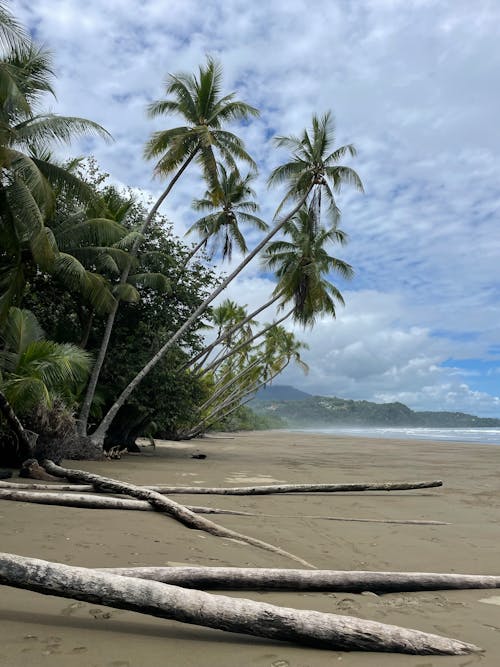Бесплатное стоковое фото с вертикальный выстрел, водоем, кокосовые пальмы