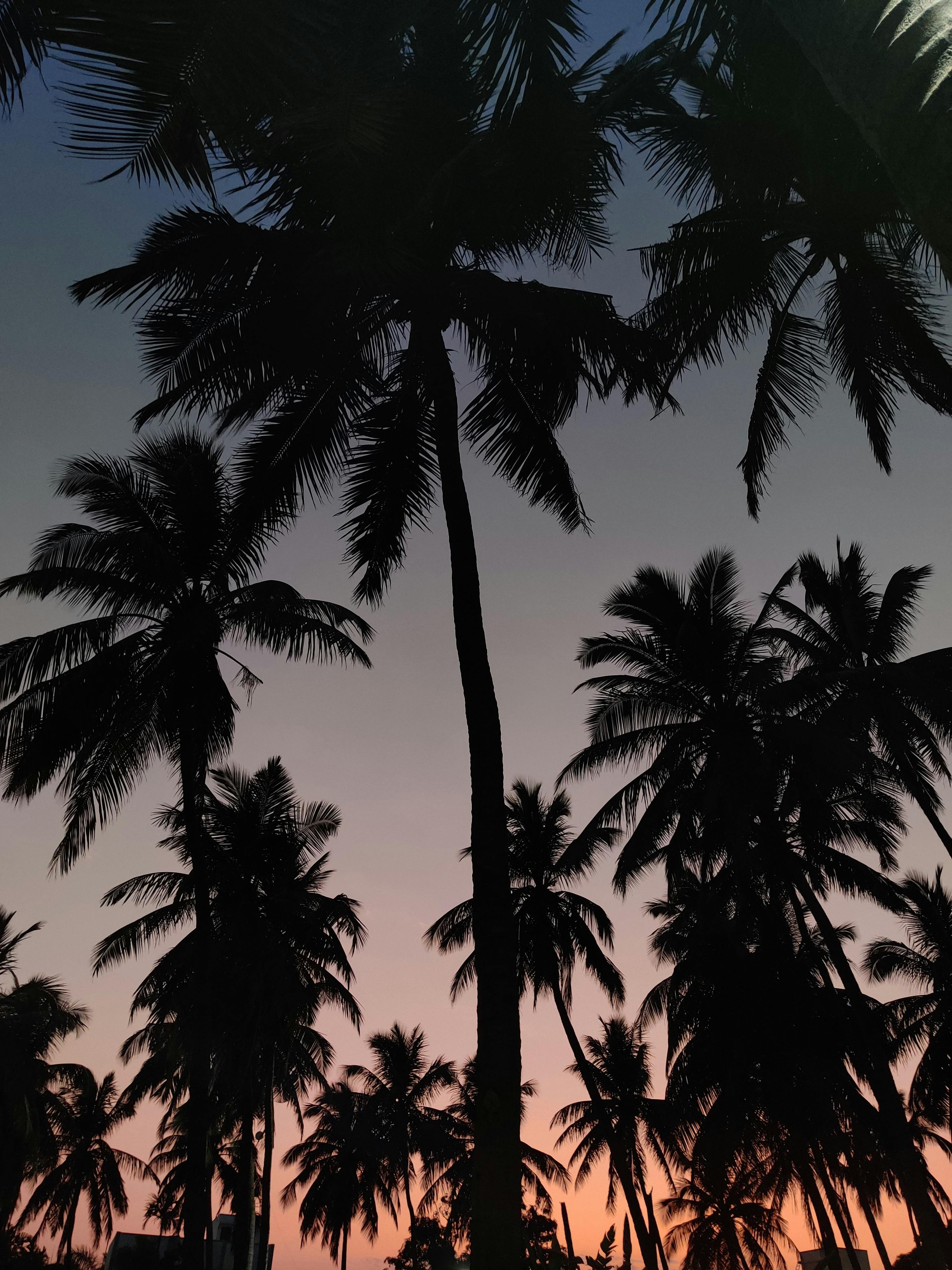 Silhouetted palm trees against a vibrant sunset sky in Kodinar, Gujarat, India.
