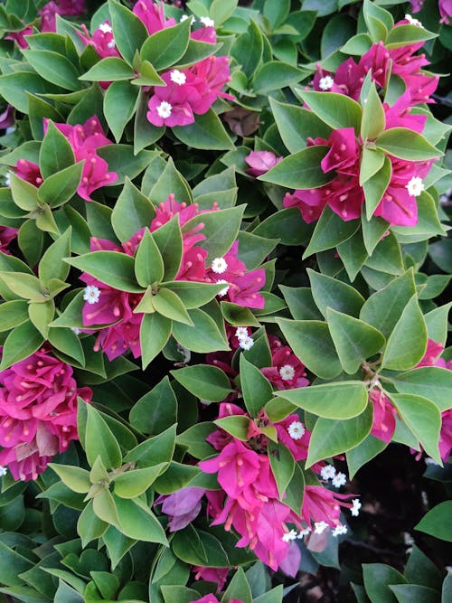 Pink Flowers with Green Leaves