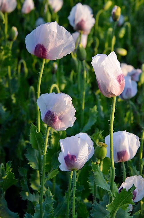 Close Shot of Opium Poppies