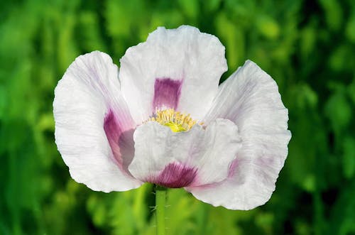 Pink and White Flower in Close Up Photography