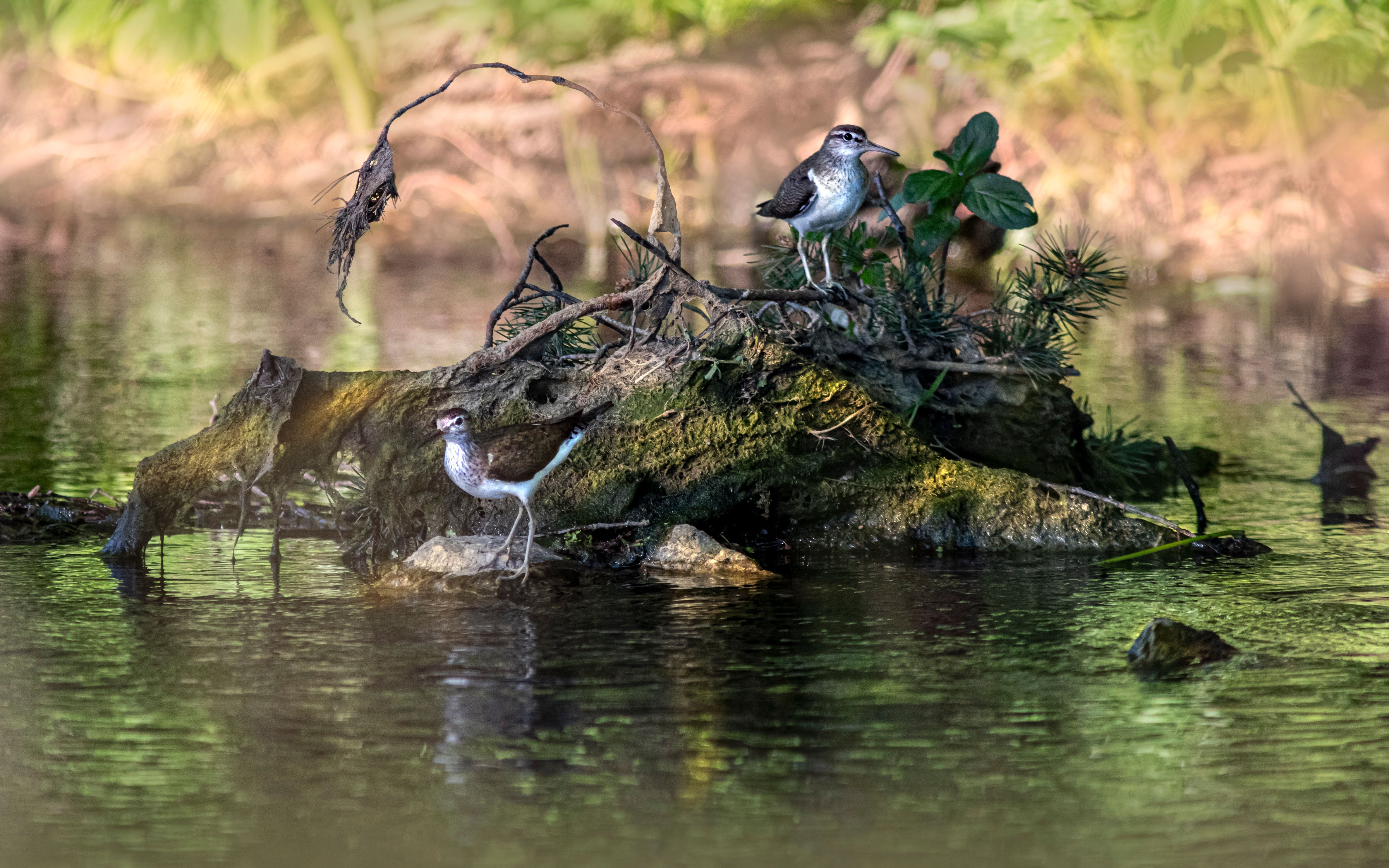 Wetland habitat with diverse wildlife