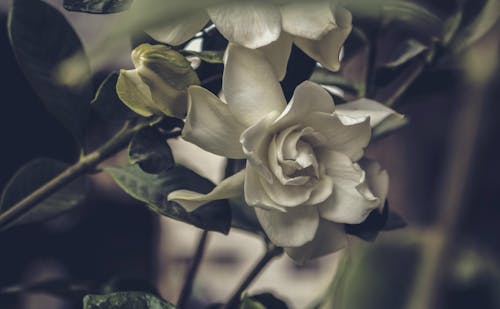 白い花のクローズアップ写真