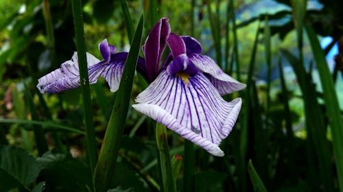 Free early summer iris amethyst Stock Photo