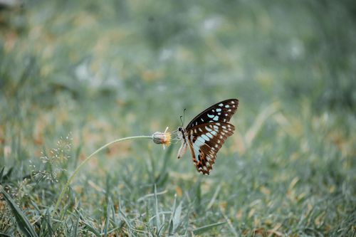 Free A beautiful butterfly perched delicately on a grass flower in a natural setting. Stock Photo