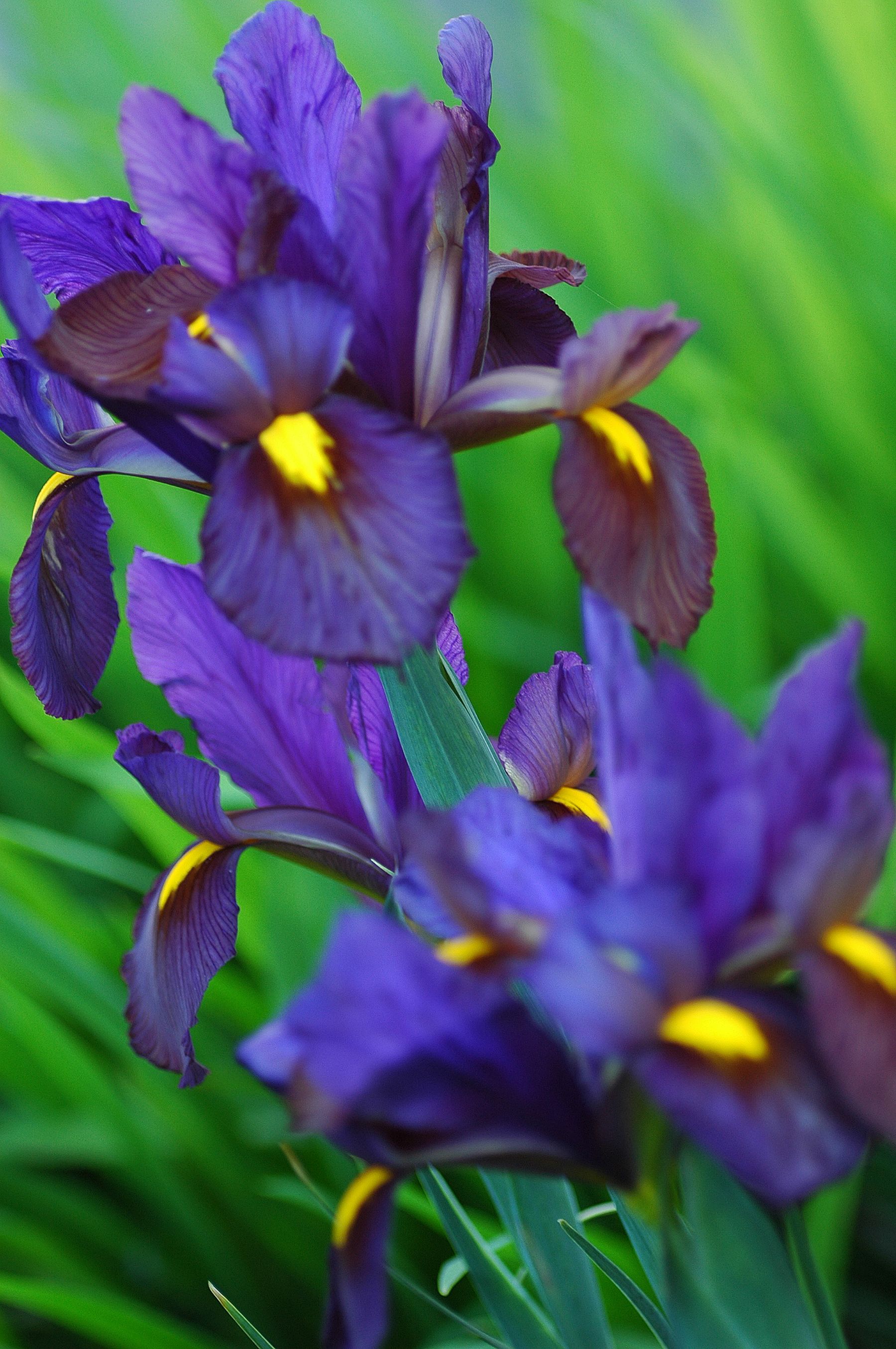 Purple iris flower close-up Purple iris flower close-up