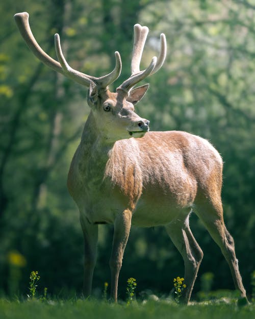 Brown Animal Standing on the Grass